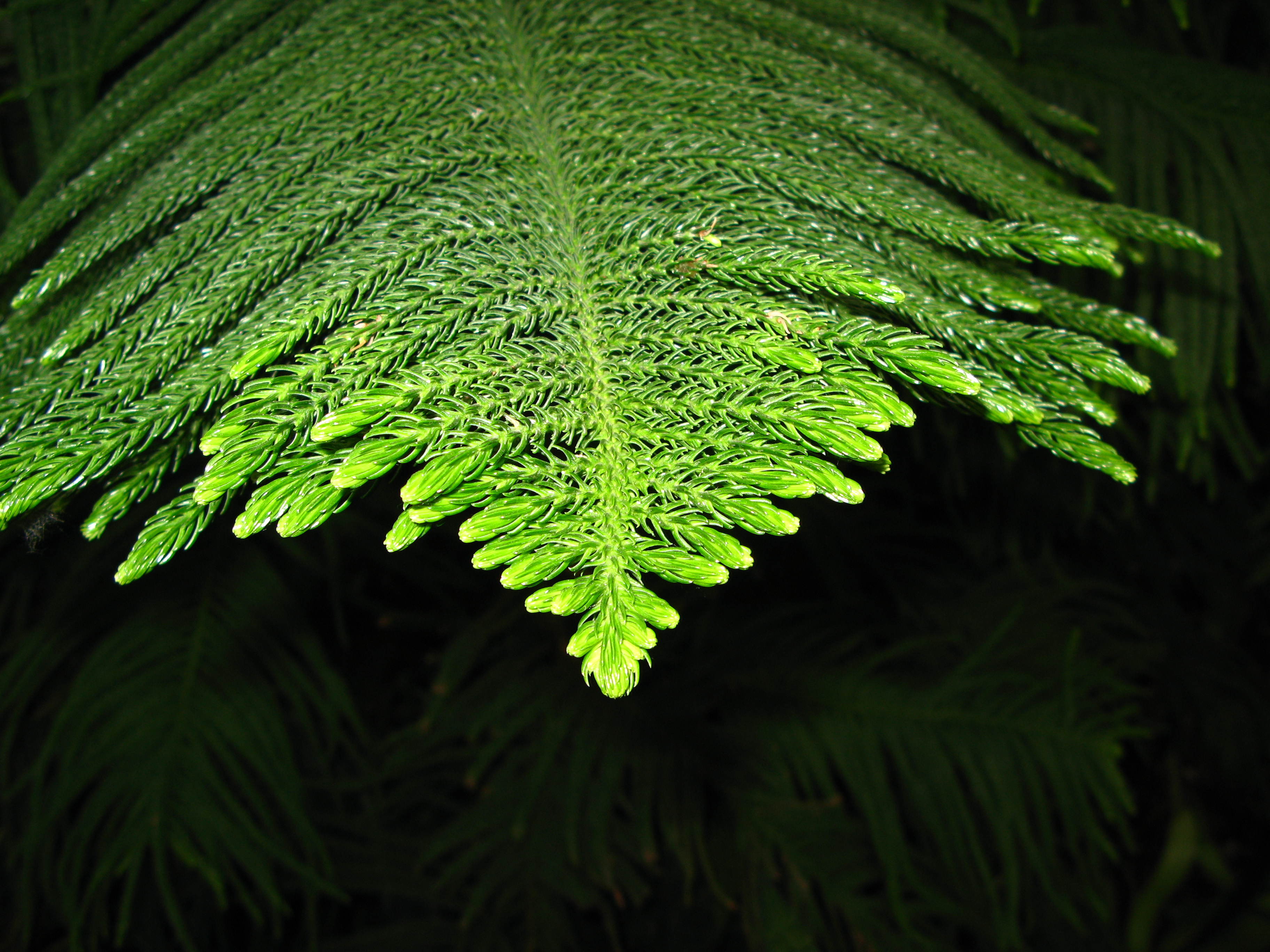 Araucaria heterophylla